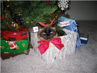 Another Christmas cat, Yumyum